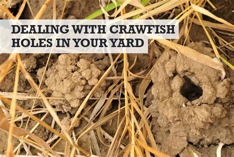 Crawfish Holes In Yard How To Identify And Get Rid Of Holes