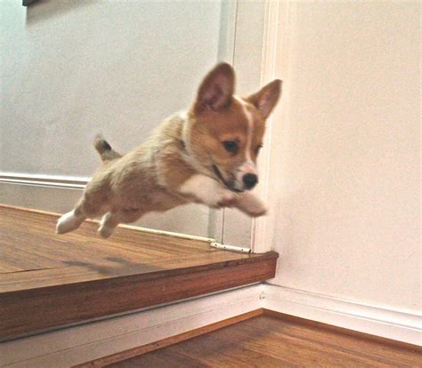 12 Corgis Whose Magical Fluffy Butts Give Them The Power Of Levitation