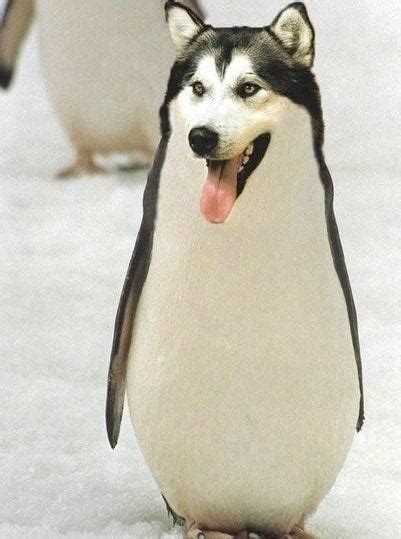 Husky Penguin Fixed Funny