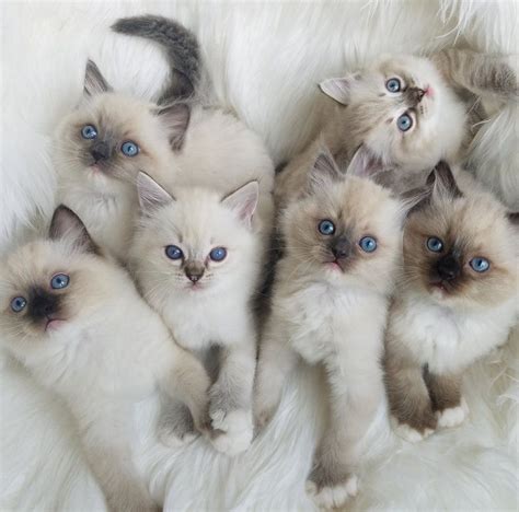 Flower Baby Ragdolls Kittens And Puppies Cute Cats And Kittens