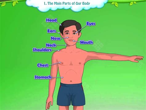The Main Parts Of Our Body Youtube
