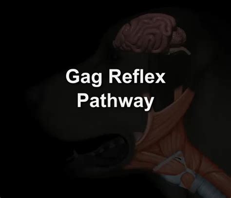 Gag Reflex Pathway