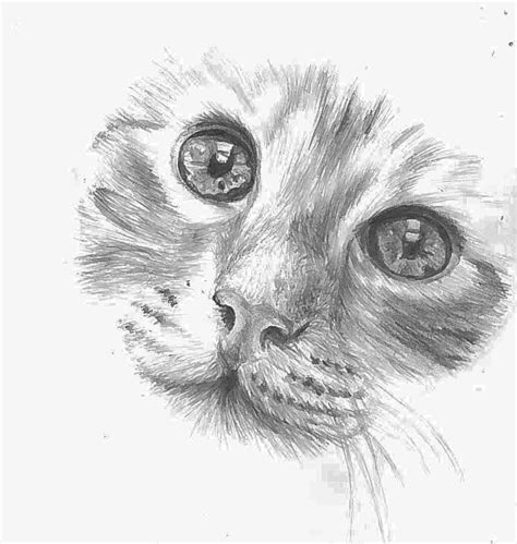Cat Face Graphite Exercise Dibujos Arte Animales