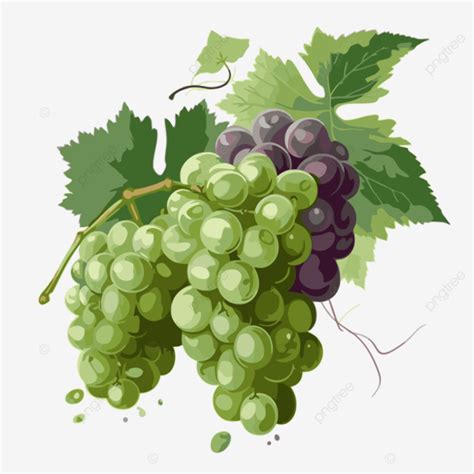 Clipart De Uvas La Ilustración Muestra Una Vid De Uva Con Dibujos Animados De Uvas Verdes Vector