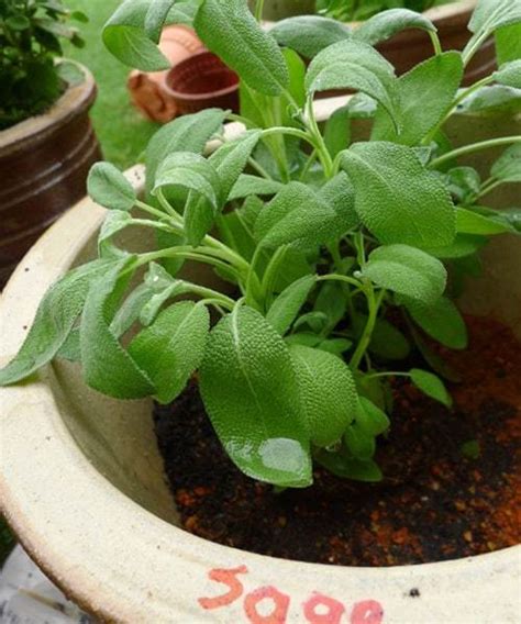 9 Jenis Tanaman Herba Yang Bisa Ditanam Dalam Pot Dan Cara Menanamnya