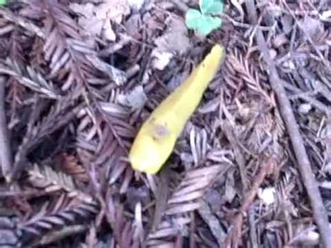 Lizzie bell came for her first time audition. Lizzie LICKING a BANANA SLUG! - YouTube