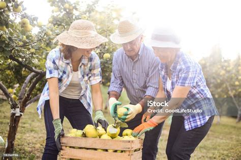 Homegrown Production Stock Photo Download Image Now 60 64 Years 60
