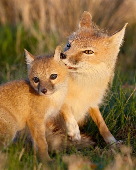 Swift Fox Vixen Grooming Kit Flickr Photo Sharing