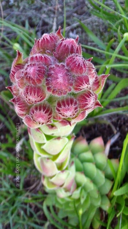 La fioritura avviene in primavera / estate con fiori di colore rosso, rosa, bianco, teme il freddo. In nome dei fiori: Sempervivum tectorum: pianta grassa dai fiori rosa