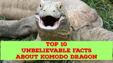 10 Interesting Facts About Komodo Dragons Youtube Gambaran