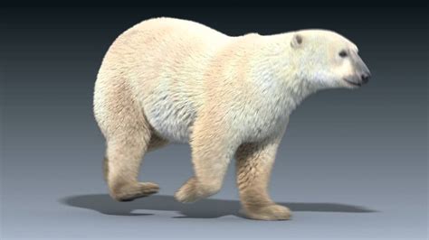 Polar Bear Run Cycle Animation Youtube