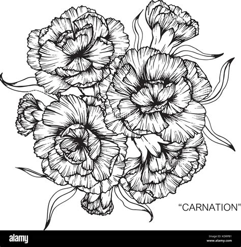 White Carnation Flower Drawing