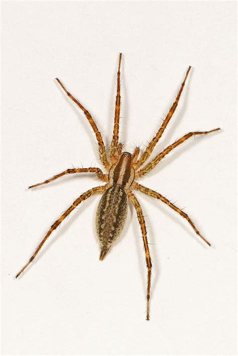 Species Of Spiders In Michigan Nature Blog Network