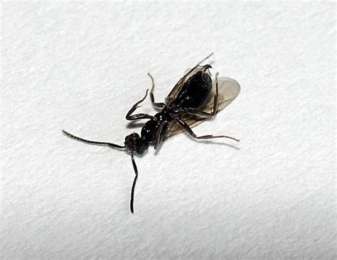 Small Black Ant With Wings In Oregon Bathroom Tapinoma Sessile