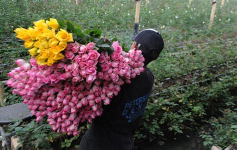 Budidaya Tanaman Hias Bunga Mawar Tips Petani