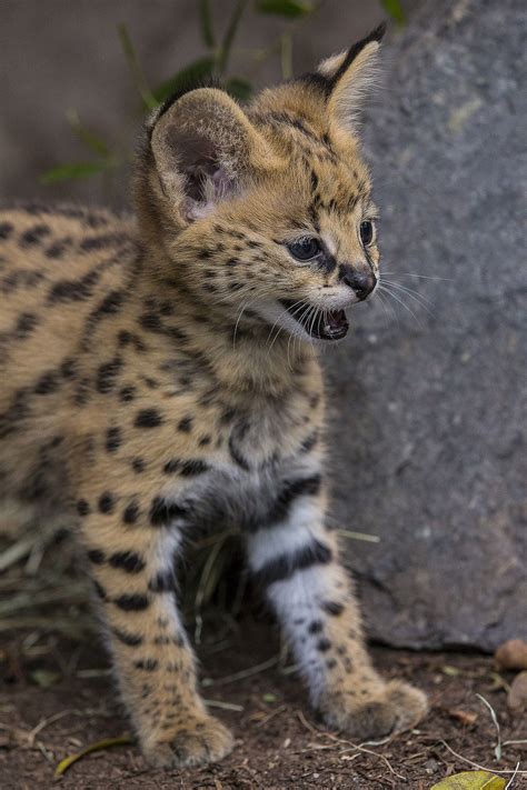 Remember to leave a comment & hit the thumbs up button along with subscribe if u enjoy the video also join facebook group & follow faceebook page. African Serval Kitten Born at San Diego Zoo | Serval ...