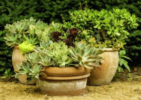 Shade Loving Container Plants Hgtv