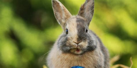 Wood folder, dina4 folder, folder, wood envelope, laser engraving, laser cut folder, wooden folder. Hätten Sie es gewusst?: Geheimnis gelüftet: Warum der Osterhase bunte Eier bringt | Berliner ...