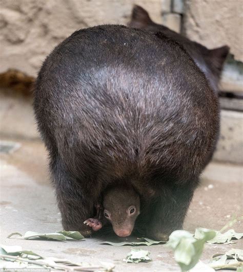 Baby Wombat Peeks Out For The Cameras After Snuggling In Mummys Tummy