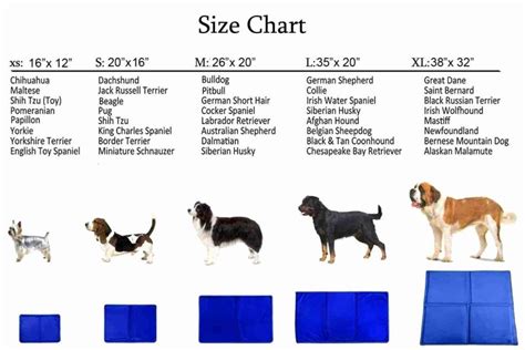Australian Shepherd Weight Chart By Age