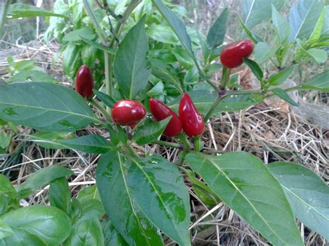 Homöopathie für garten und landwirtschaft von vaikunthanath d. Homöopathie im Garten: Feldversuche, darunter Ameisen ...