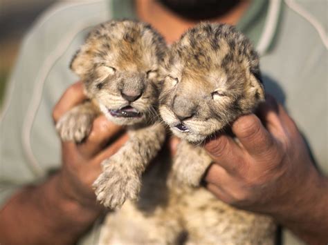 Adorable Twin Lion Cubs Born At Gaza Strip Zoo