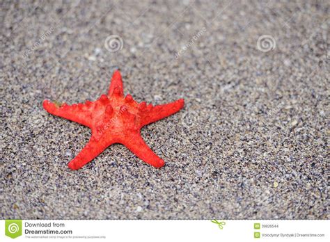Red Sea Shells Stock Photo Image Of Life Sand Blue 39826544