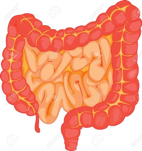 Intestinal Clipart 20 Free Cliparts Download Images On Clipground 2023