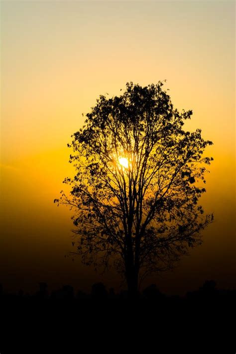 Silhouette Of A Tree On Sunset Picture Image 114520193