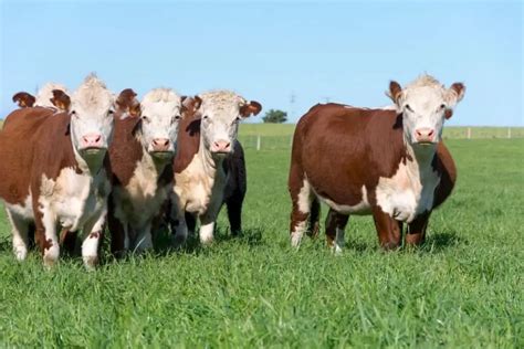10 docile beef cattle breeds great options for a beginner
