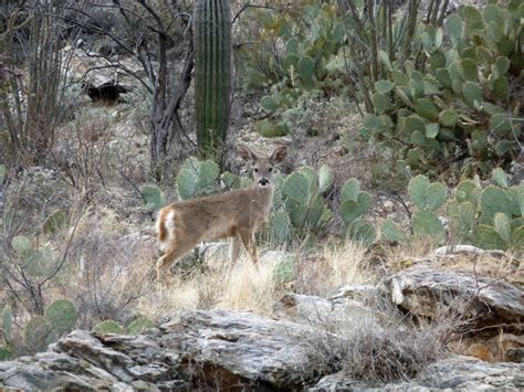 Saguaro national park protects our largest cacti species, the saguaro, and features camping, hiking, and backpacking trails for every level. The Continuing Adventures of Eric, Noelle and Sierra ...