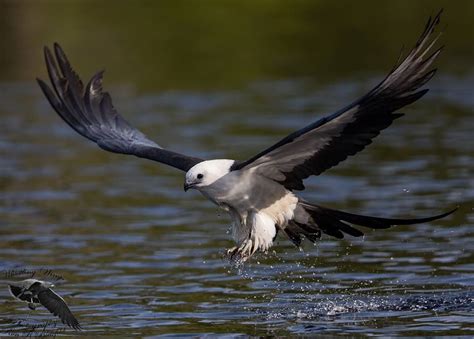 Swallow Tailed Kite By Ron Bielefeld Bald Eagle Animals Prey