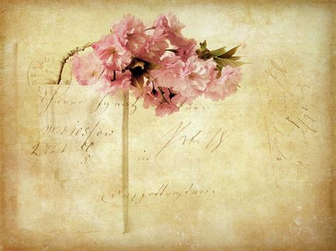 Vintage Cherry Photograph By Jessica Jenney Cherry Blossom Art