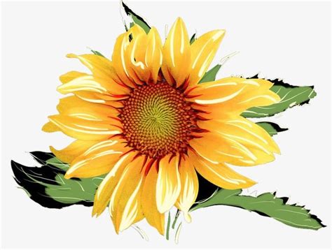 Watercolor Sunflowers Watercolor Clipart Sunflower Yellow Png