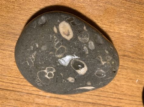 A Fossil Rock From Lake Ontario Fossil Id The Fossil Forum