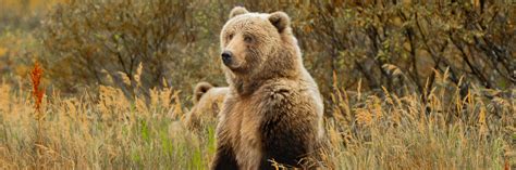 Bear Watching On Kodiak Island Viewing The Worlds Largest Omnivore