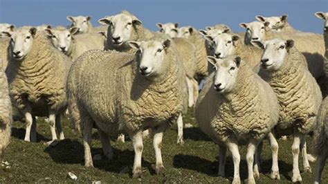 Getting To Know The Different Breeds Of Sheeps A Listly List