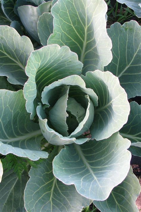 How To Grow Collard Greens The Complete Guide