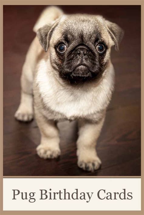 Celebrate The Wrinkles With These Pug Birthday Cards The Cool Card Shop