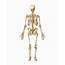 Skeletal System Photograph By Asklepios Medical Atlas