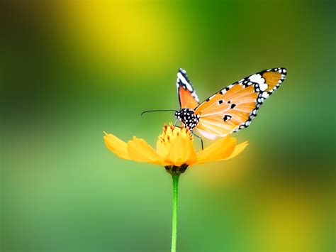 Animals Nature Butterfly Wallpapers Hd Desktop And