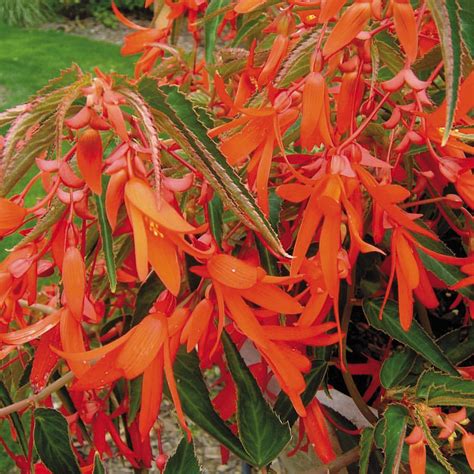 Begonia is a genus and common name of flowering plants from the family begoniaceae. Bonfire® Orange Tuberous Begonia Plant | Free Shipping