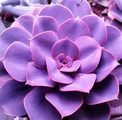 Check spelling or type a new query. Purple succulent gorgeousness. | Purple succulents ...