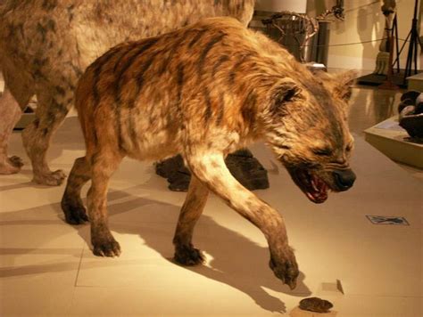 The extinct megatoothed shark, c. Largest prehistoric mammals - Our Planet