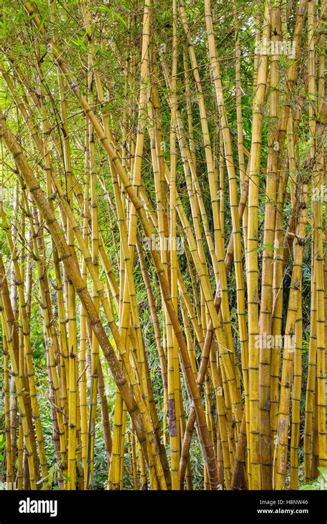 Green Bamboo Forest In Bali Indonesia Stock Photo Alamy