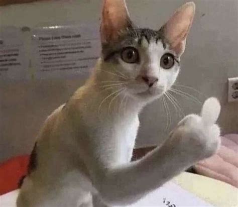 Cat Middle Finger Cat Middle Finger Discover Share Gifs Sexiz Pix