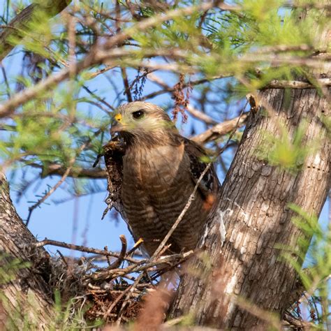 Red Shouldered Hawk At Their Nest Rwildlifephotography