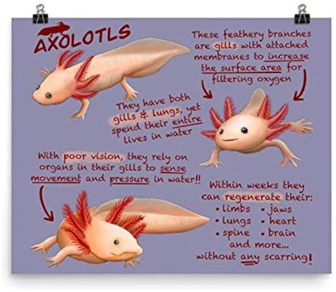 10 Incredible Axolotl Facts A Z Animals 45 Off