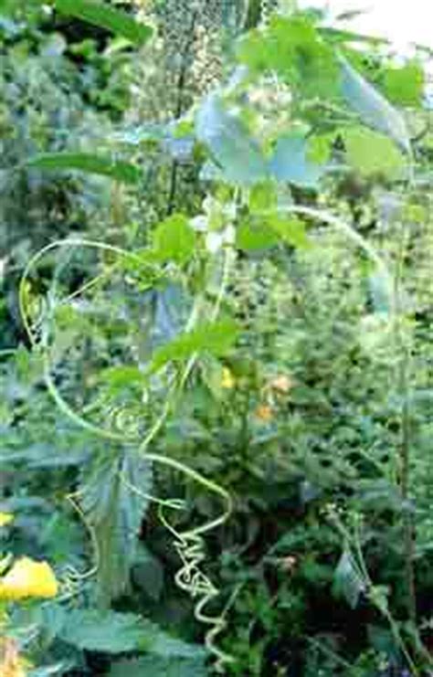 A gallery of pictures of weed flowers for recognition with links to pages describing the plants for identifying them and how to remove them. Identifying Weeds - an Easy Guide to Some Common Ones with ...