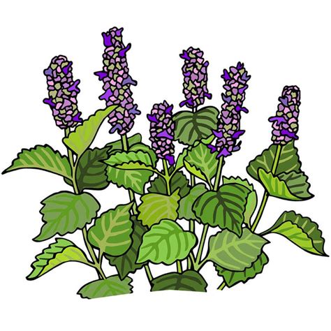 Anise Hyssop Seeds The Plant Good Seed Company